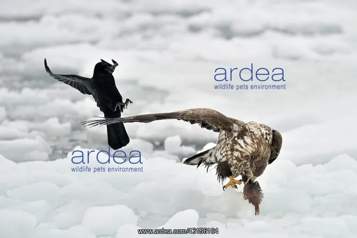 : White-tailed Eagle : White-tailed Eagle