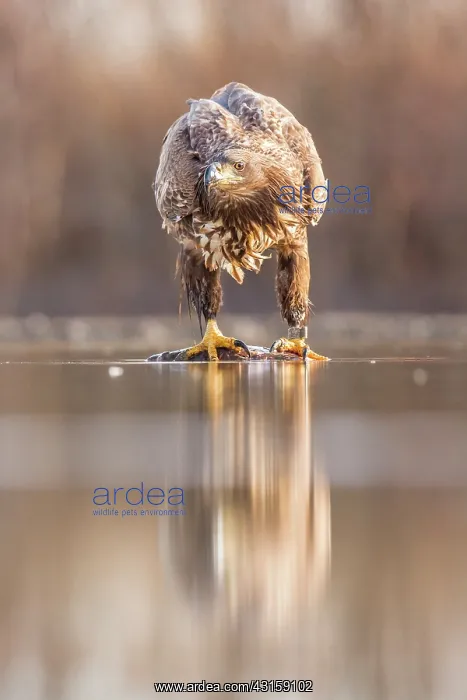 : White-Tailed Eagle : White-Tailed Eagle