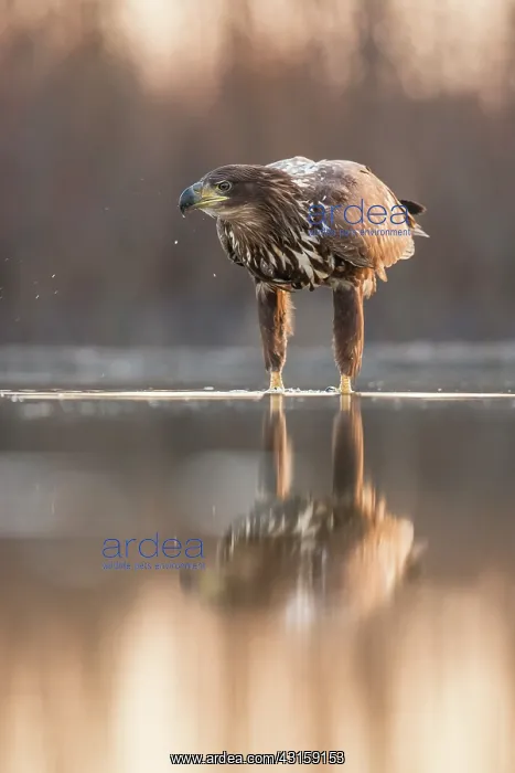: White-Tailed Eagle : White-Tailed Eagle