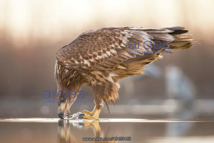 : White-Tailed Eagle : White-Tailed Eagle