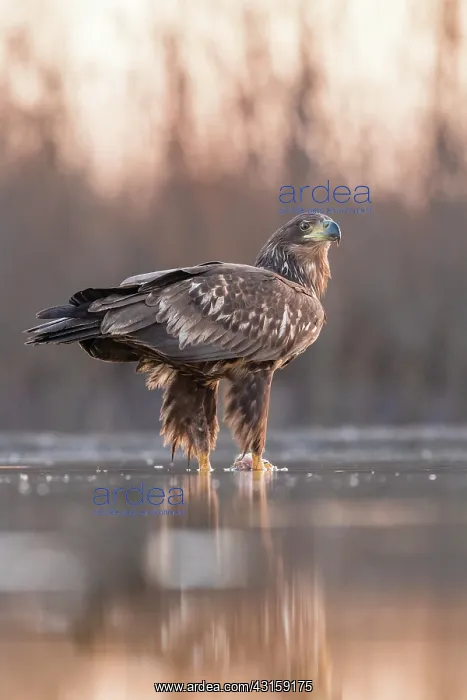 : White-Tailed Eagle : White-Tailed Eagle