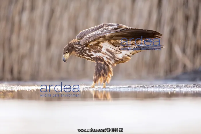: White-Tailed Eagle : White-Tailed Eagle