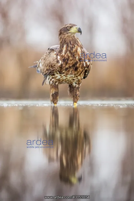 : White-Tailed Eagle : White-Tailed Eagle