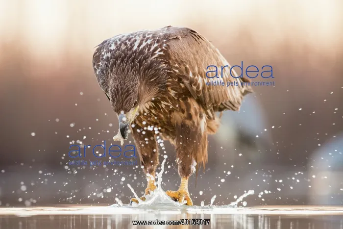 : White-Tailed Eagle : White-Tailed Eagle