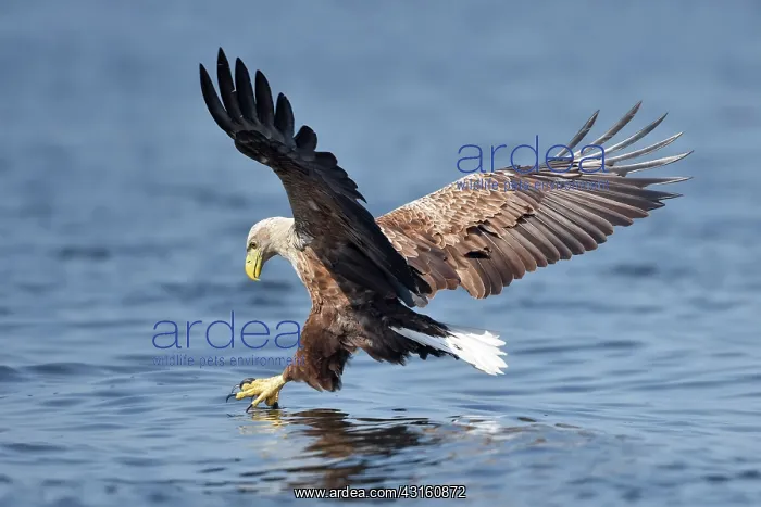  : White-Tailed Eagle