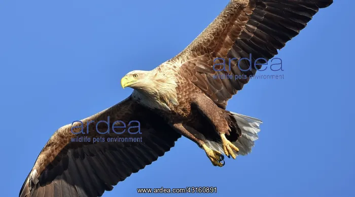 : White-Tailed Eagle : White-Tailed Eagle