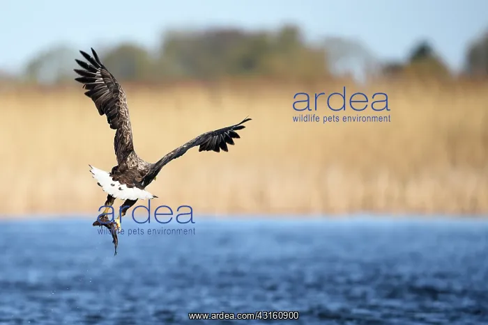 : White-Tailed Eagle : White-Tailed Eagle