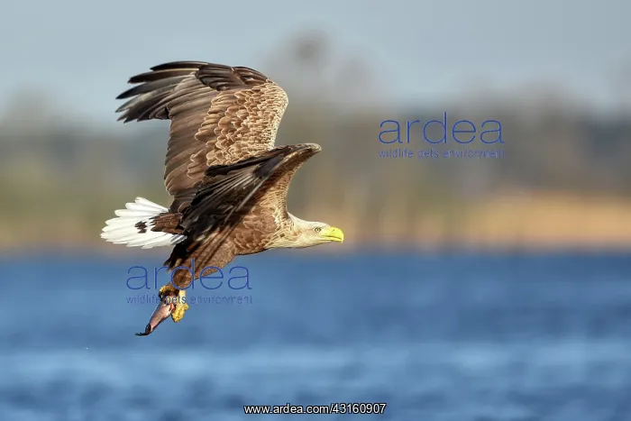 : White-Tailed Eagle : White-Tailed Eagle