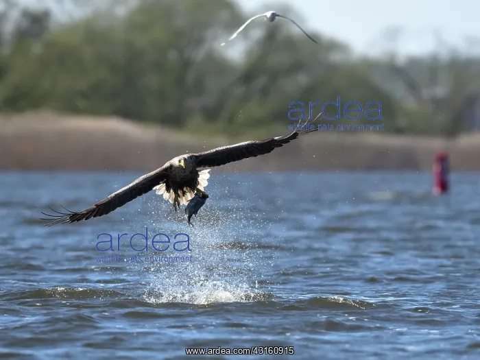 : White-Tailed Eagle : White-Tailed Eagle