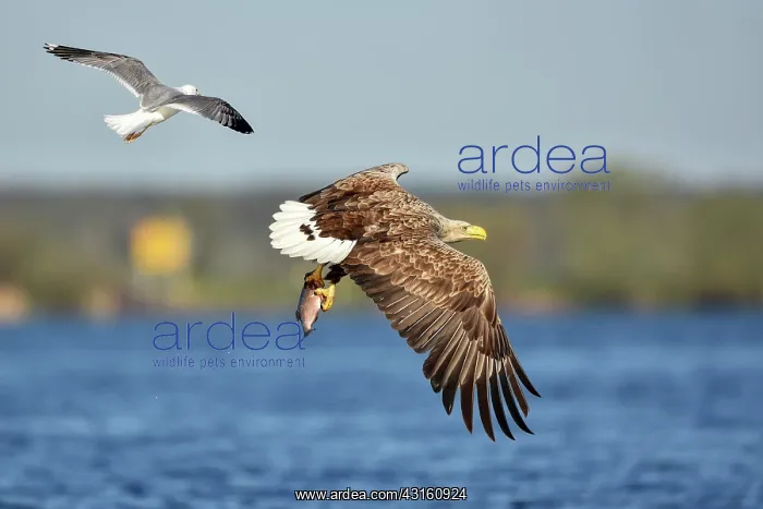 : White-Tailed Eagle : White-Tailed Eagle