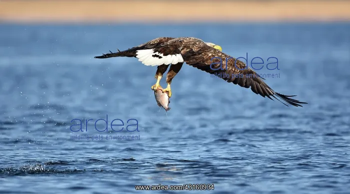: White-Tailed Eagle : White-Tailed Eagle