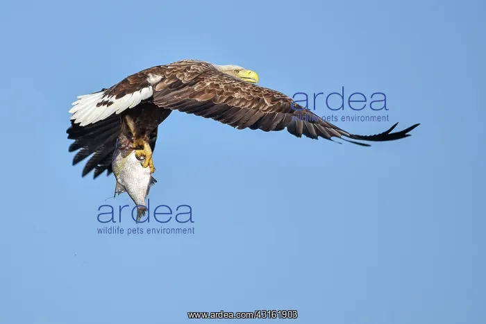 : White-Tailed Eagle : White-Tailed Eagle