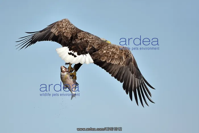 : White-Tailed Eagle : White-Tailed Eagle