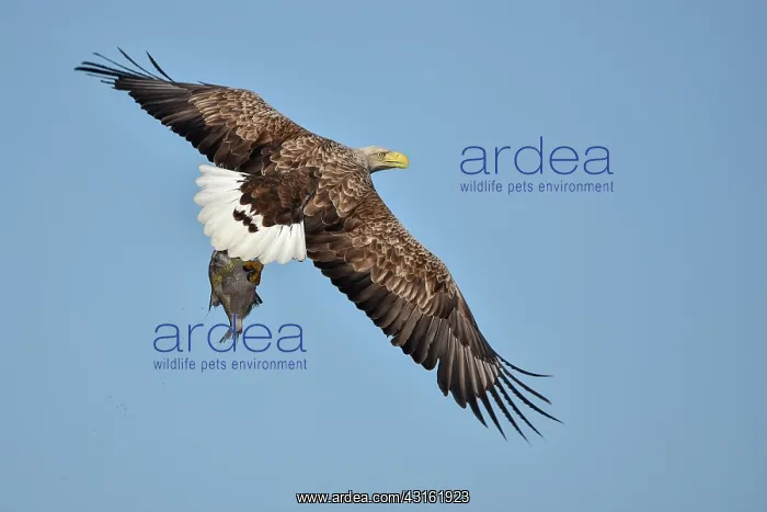 : White-Tailed Eagle : White-Tailed Eagle
