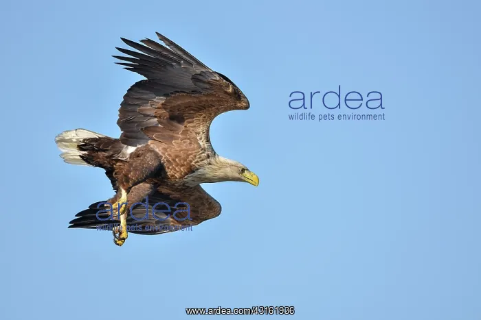: White-Tailed Eagle : White-Tailed Eagle