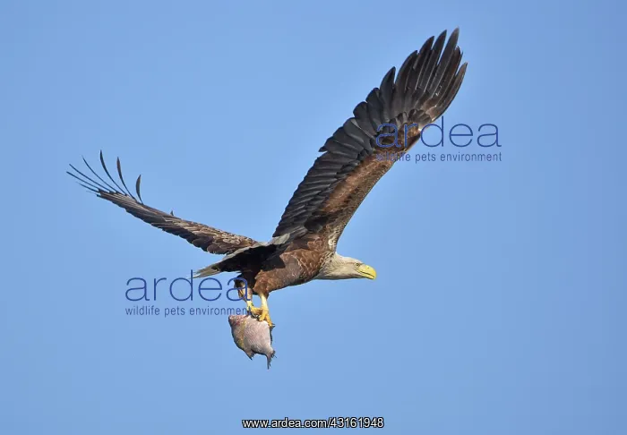 : White-Tailed Eagle : White-Tailed Eagle