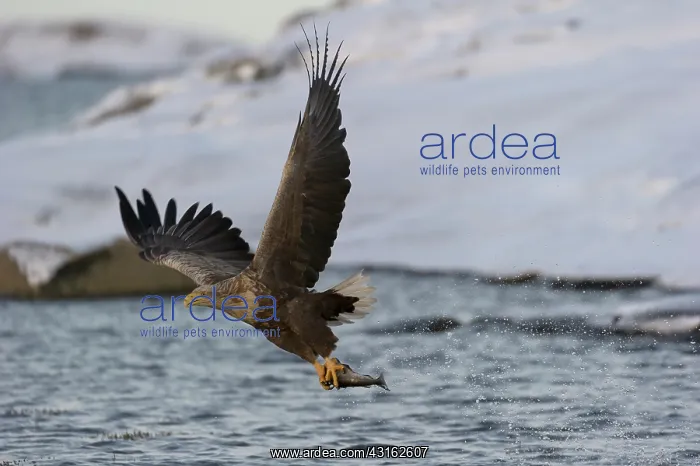 : White-Tailed Eagle : White-Tailed Eagle