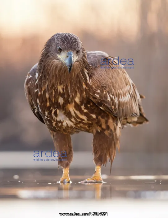 : White-Tailed Eagle : White-Tailed Eagle