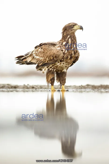 : White-Tailed Eagle : White-Tailed Eagle