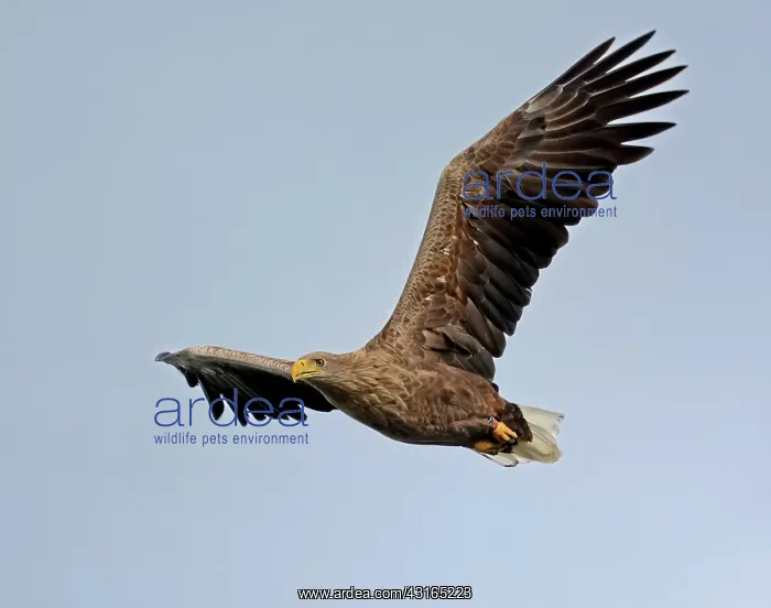 : White-tailed Eagle : White-tailed Eagle