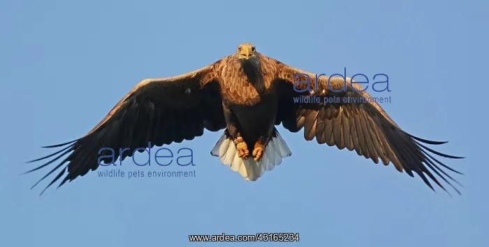 : White-tailed Eagle : White-tailed Eagle
