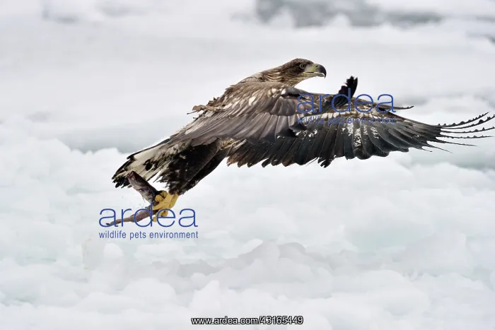 : White-tailed Eagle : White-tailed Eagle