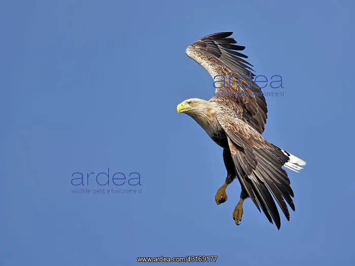 : White-Tailed Eagle : White-Tailed Eagle