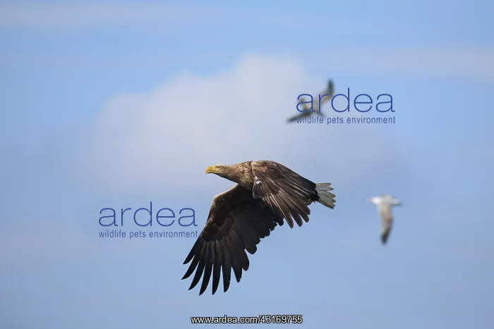 : White-Tailed Eagle : White-Tailed Eagle