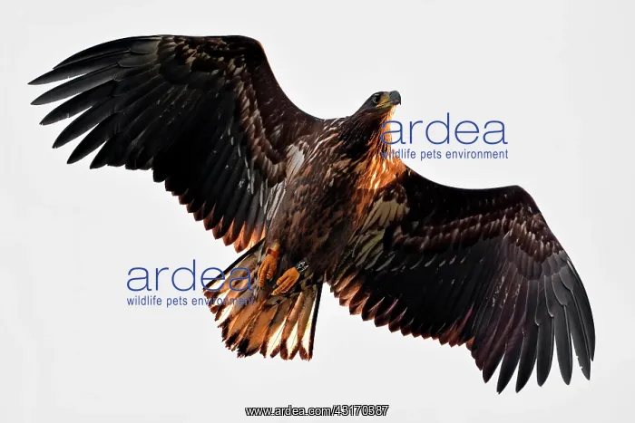  : White-Tailed Eagle