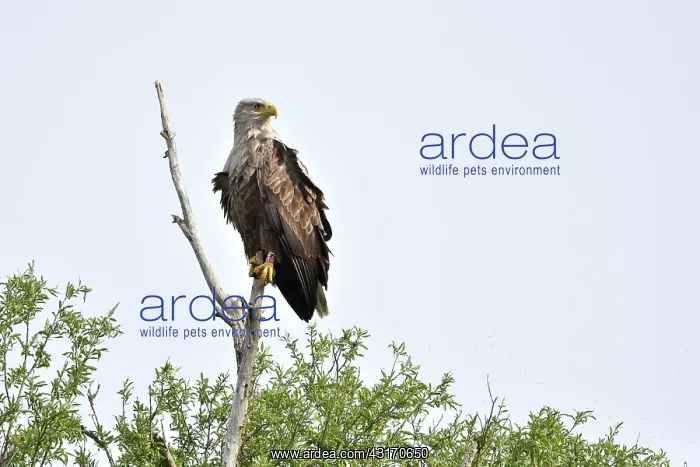 : White-Tailed Eagle : White-Tailed Eagle