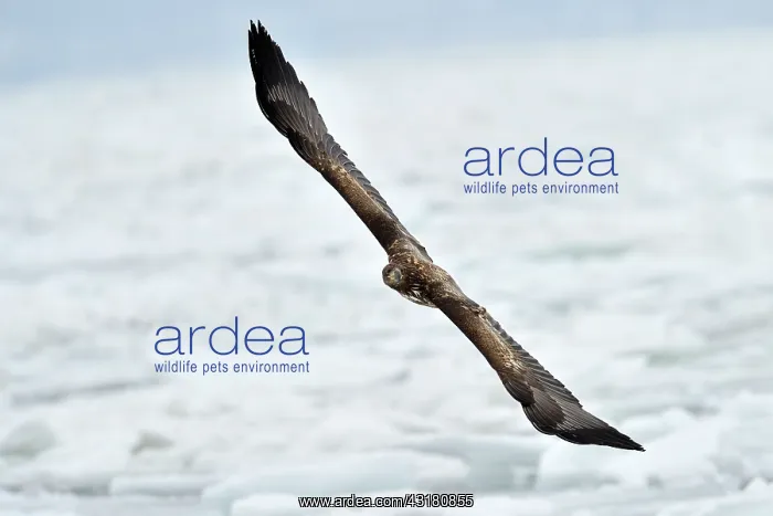 : White-tailed Eagle : White-tailed Eagle