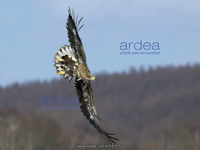 : White-tailed Eagle : White-tailed Eagle