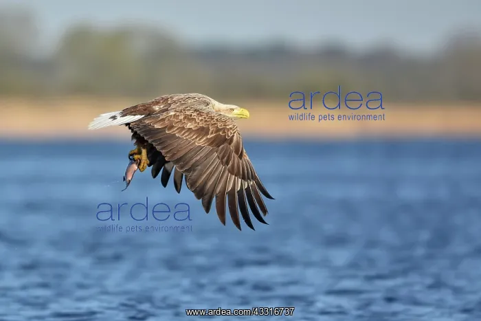 : White-Tailed Eagle : White-Tailed Eagle