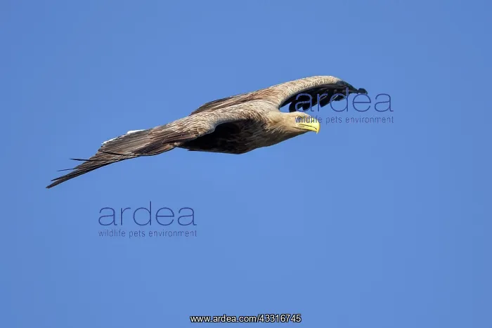 : White-Tailed Eagle : White-Tailed Eagle