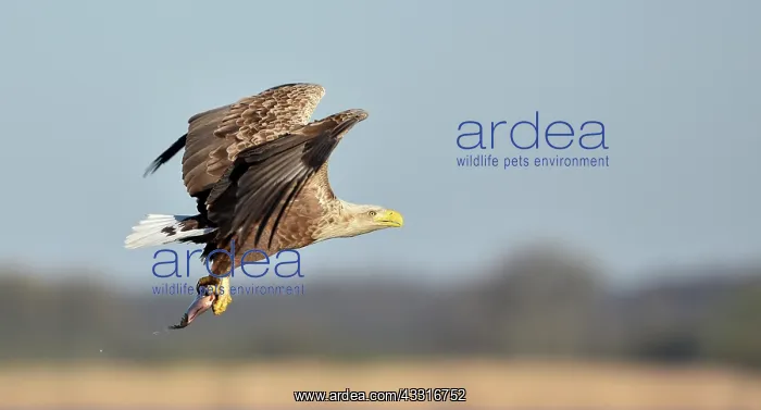 : White-Tailed Eagle : White-Tailed Eagle
