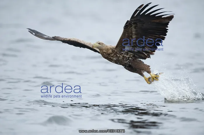 : White-tailed Eagle : White-tailed Eagle