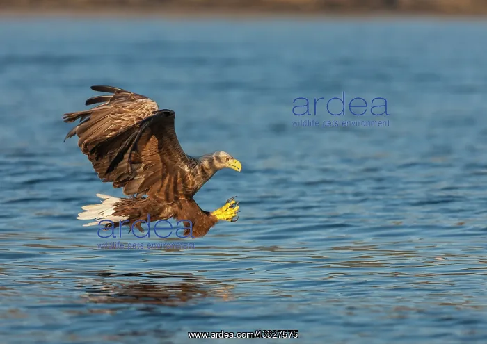 : White-tailed eagle : White-tailed eagle