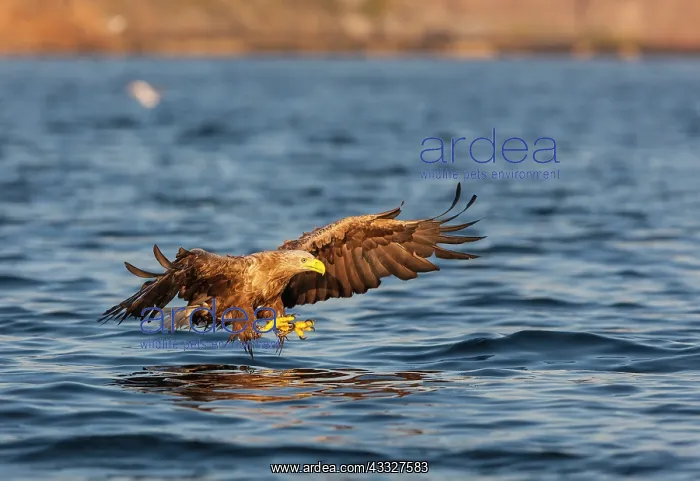 : White-tailed eagle : White-tailed eagle