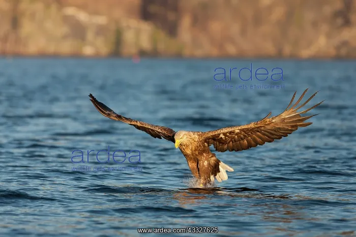 : White-tailed eagle : White-tailed eagle