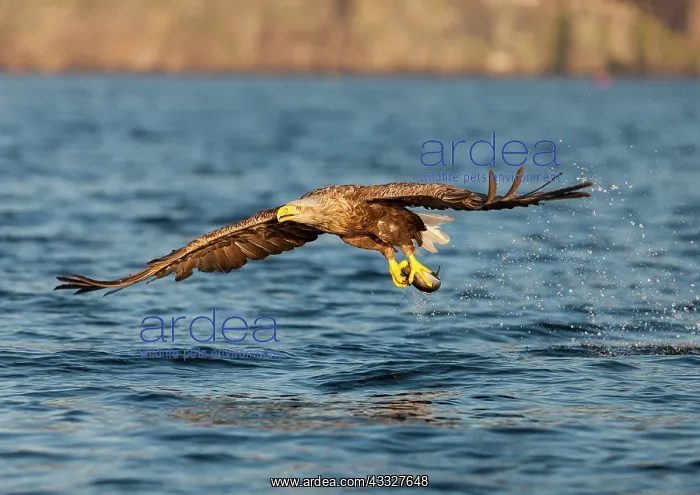 : White-tailed eagle : White-tailed eagle