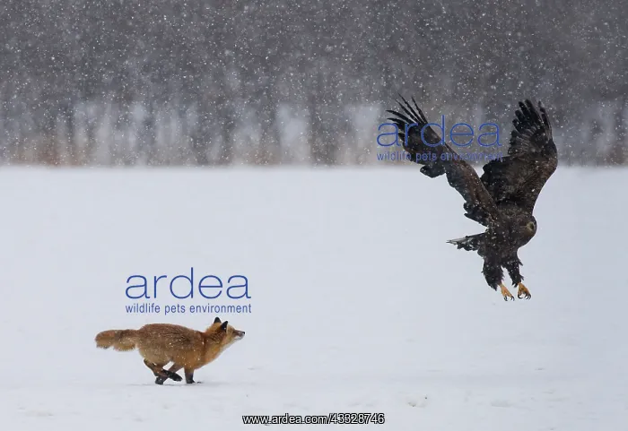 : White-tailed Eagle : White-tailed Eagle
