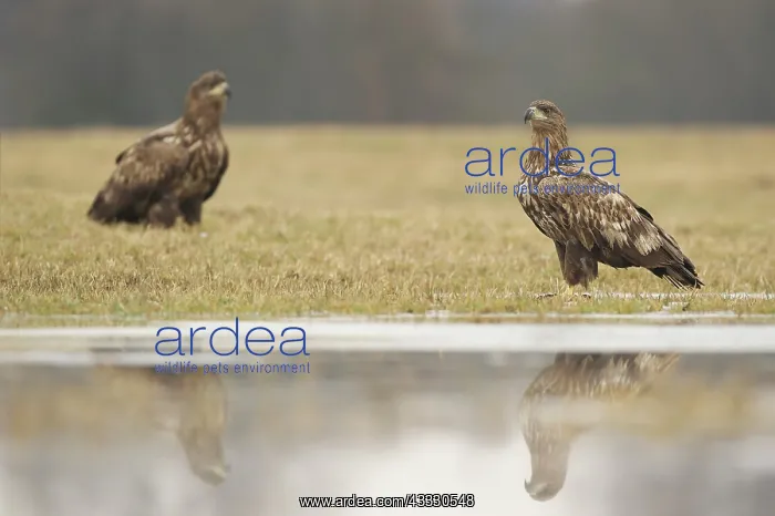 : White-tailed Eagle : White-tailed Eagle