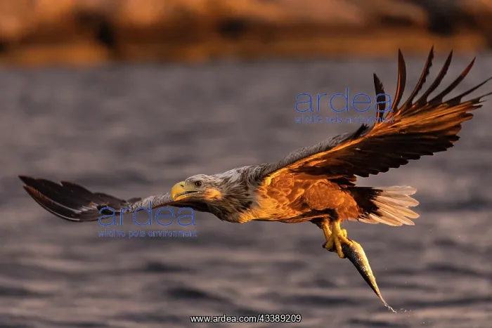 : White-tailed eagle : White-tailed eagle