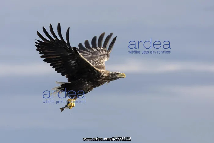: White-tailed eagle : White-tailed eagle