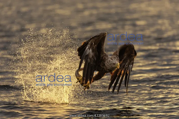 : White-tailed eagle : White-tailed eagle