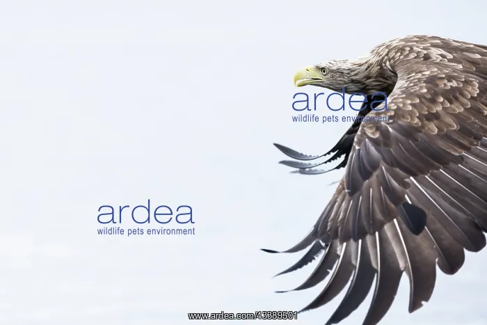 : White-tailed eagle : White-tailed eagle