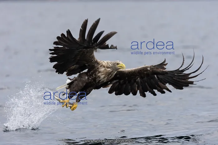 : White-tailed eagle : White-tailed eagle