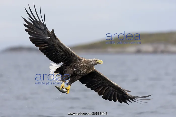 : White-tailed eagle : White-tailed eagle