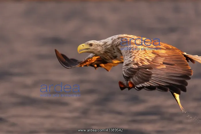: White-tailed eagle : White-tailed eagle