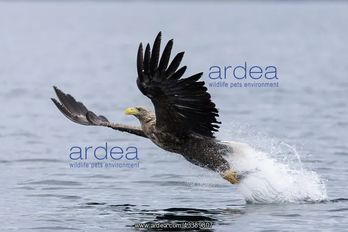 : White-tailed eagle : White-tailed eagle